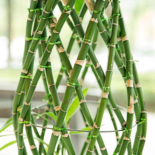 竹子植物图像